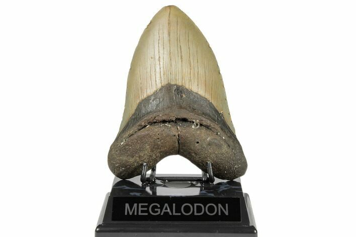 Huge, Fossil Megalodon Tooth - North Carolina #188219